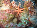 sea star 1