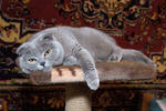 dsc2482.jpg