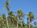 palms
