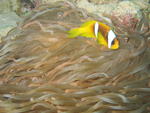 Nemo