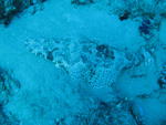 crocodile fish