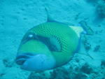trigger fish