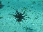 lion fish