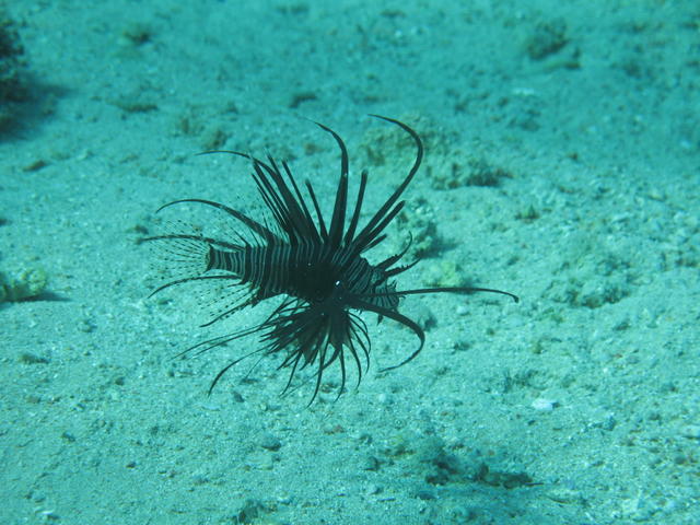 lion fish