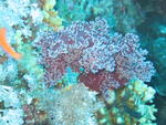 coral